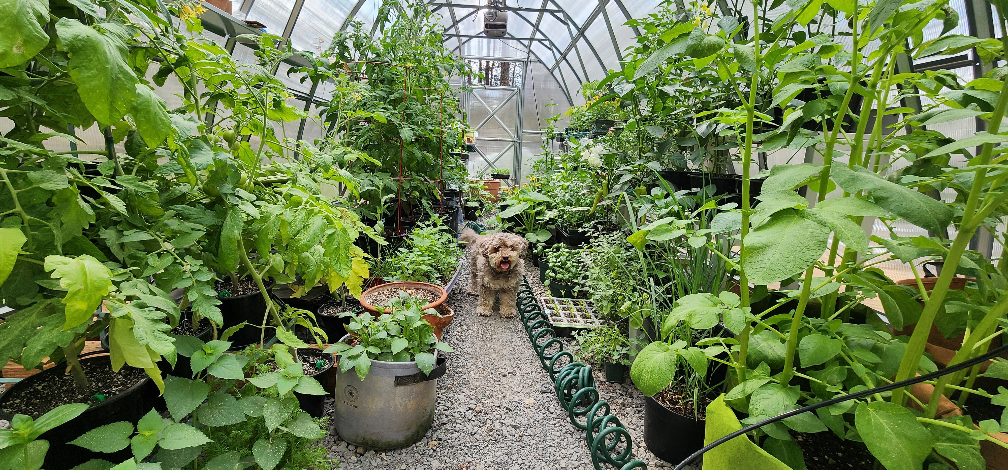 Sungrow 20 - Image 9
