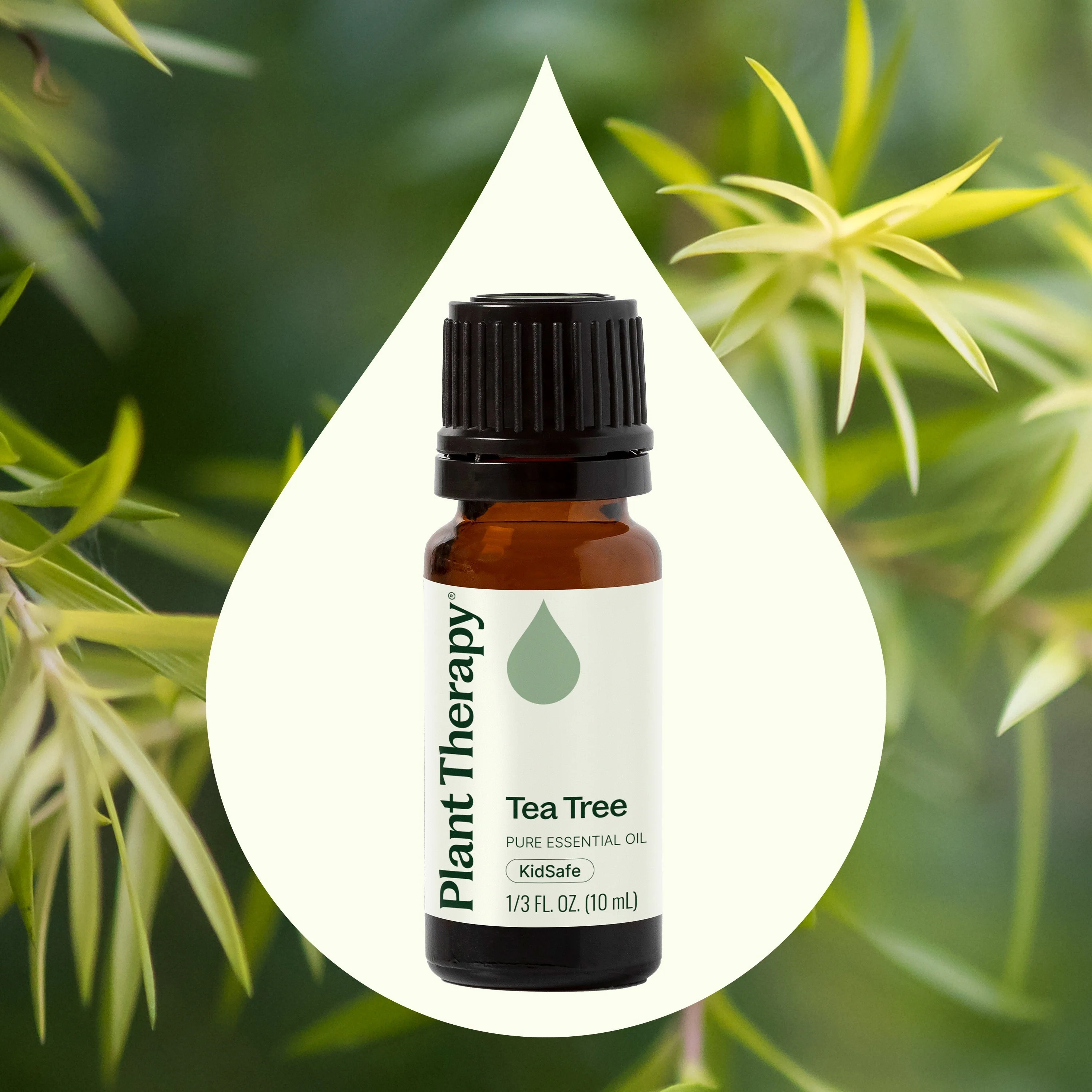 Tea Tree Essential Oil - Image 2