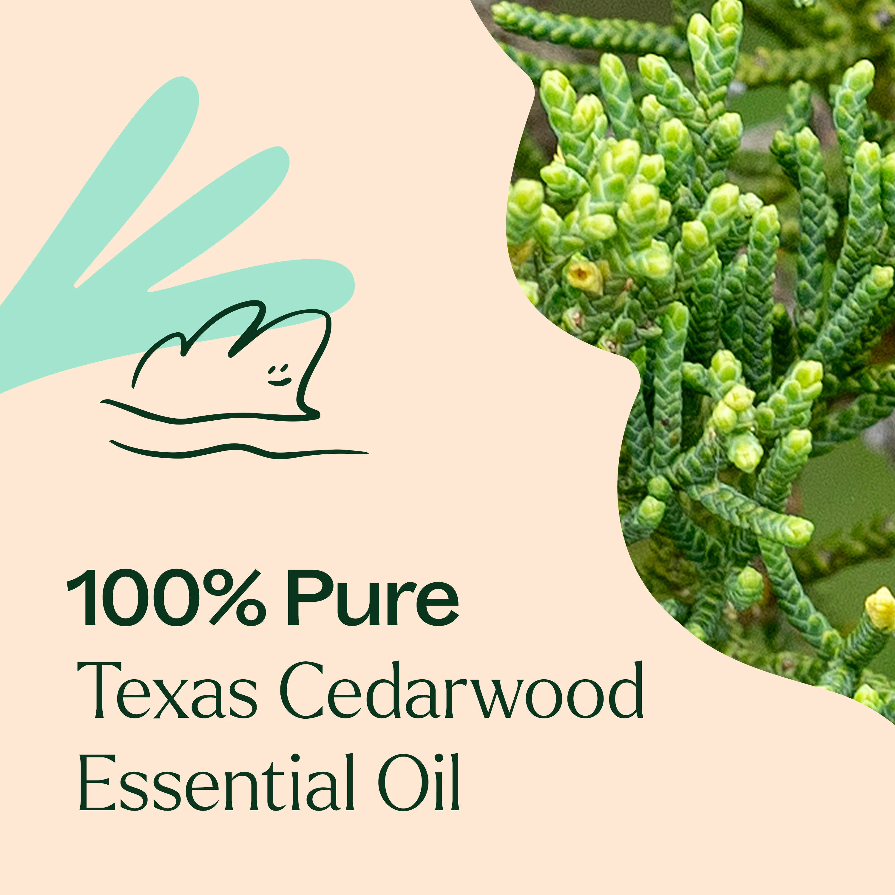 Texas Cedarwood Essential Oil - Image 3