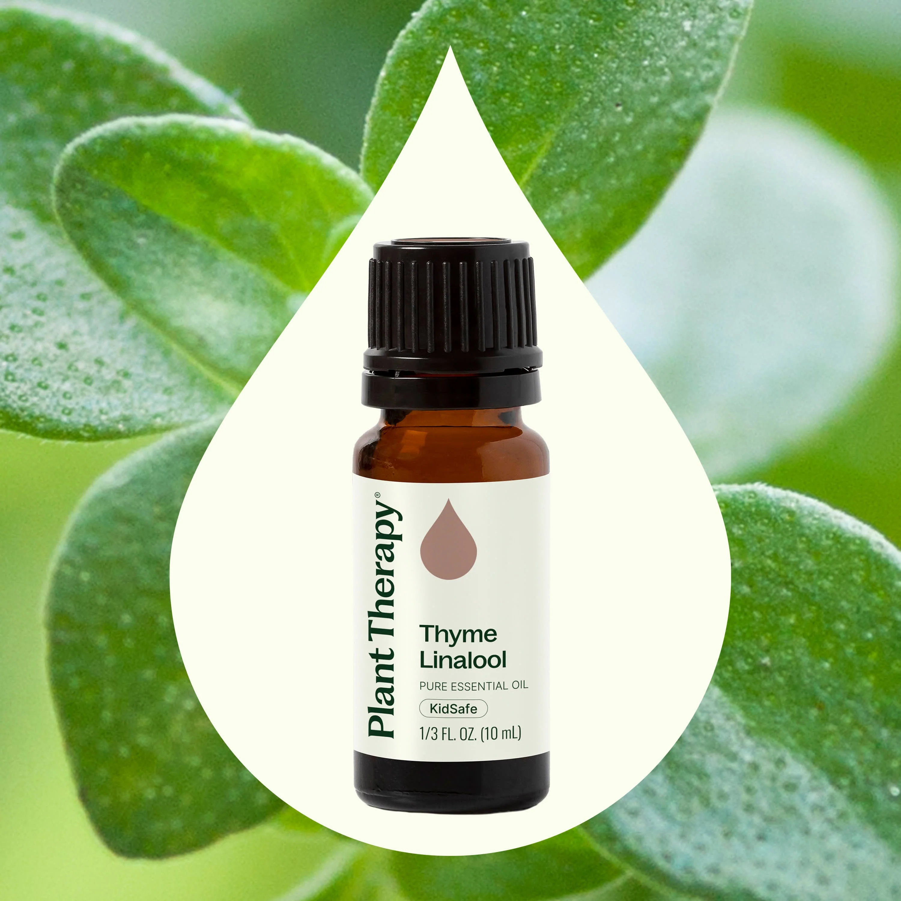 Thyme Linalool Essential Oil - Image 2