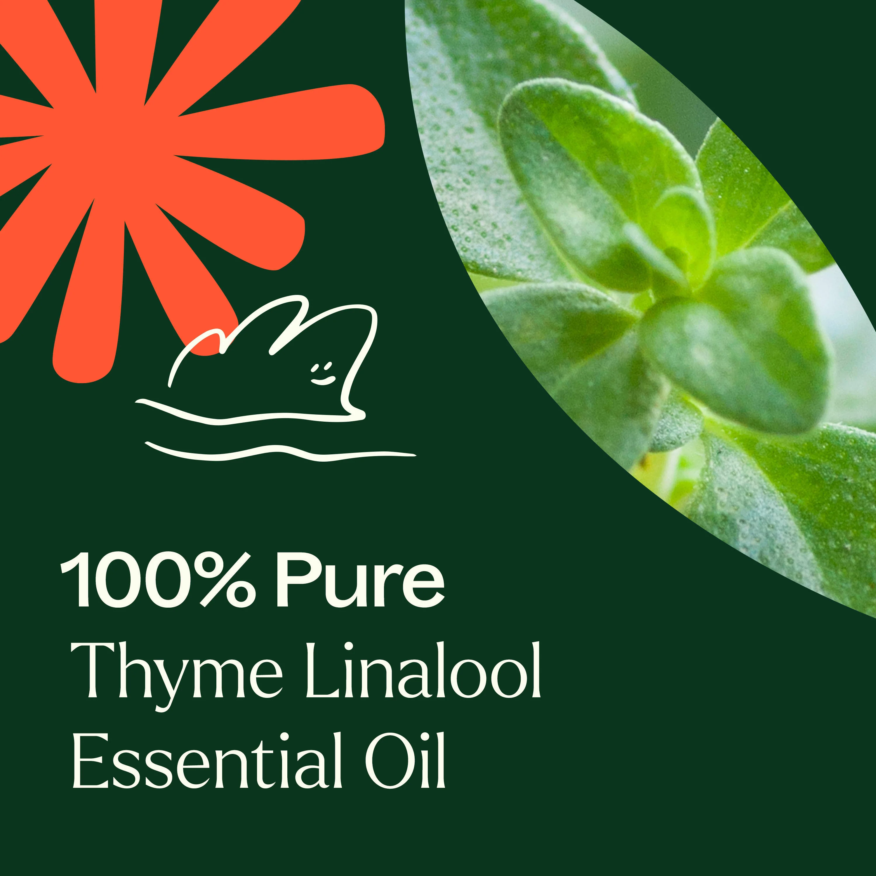 Thyme Linalool Essential Oil - Image 4