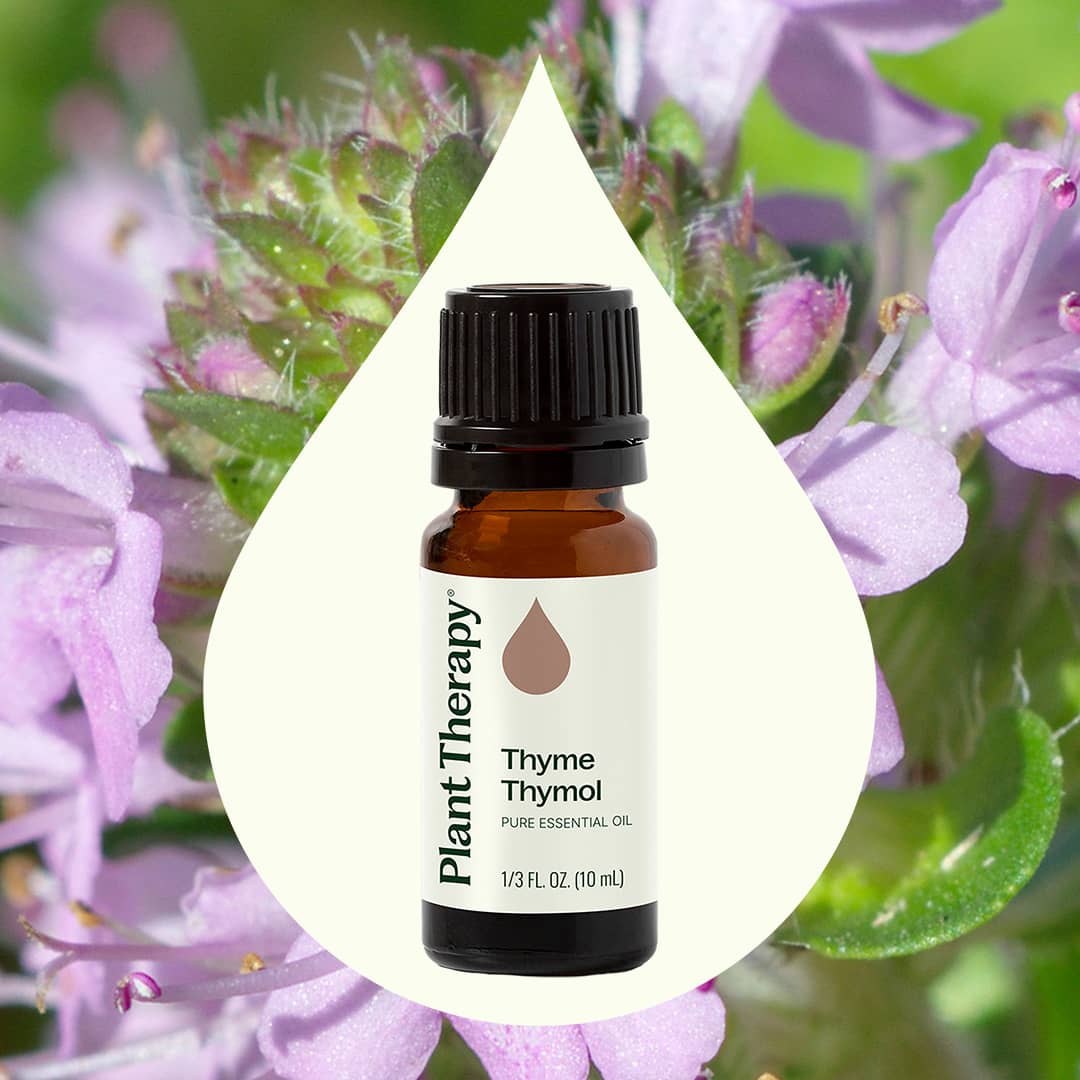 Thyme Thymol Essential Oil - Image 2