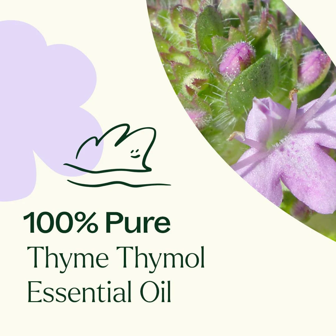 Thyme Thymol Essential Oil - Image 4