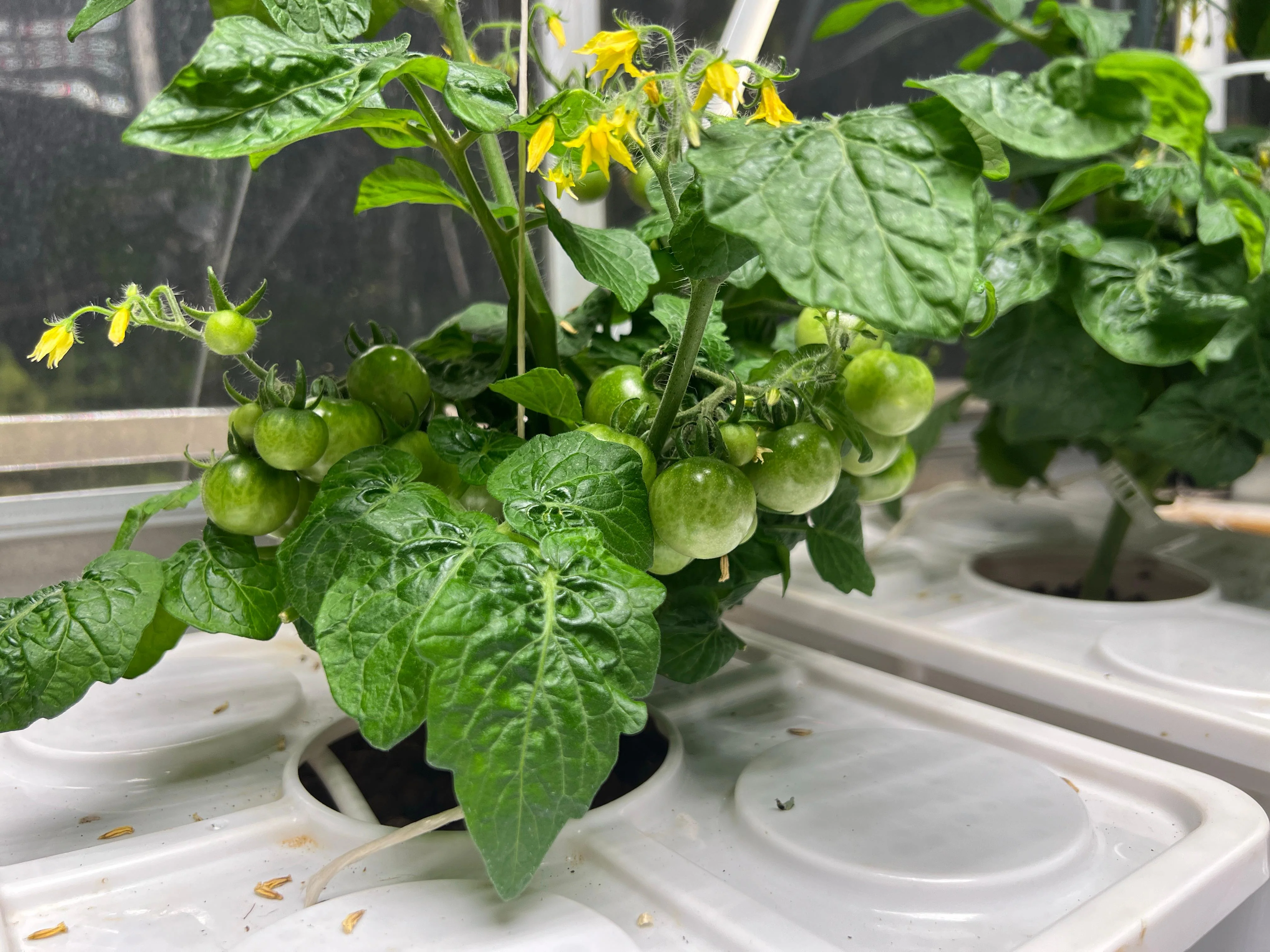 Tobato 5 – Dutch Bucket Hydroponic Growing System - Image 10