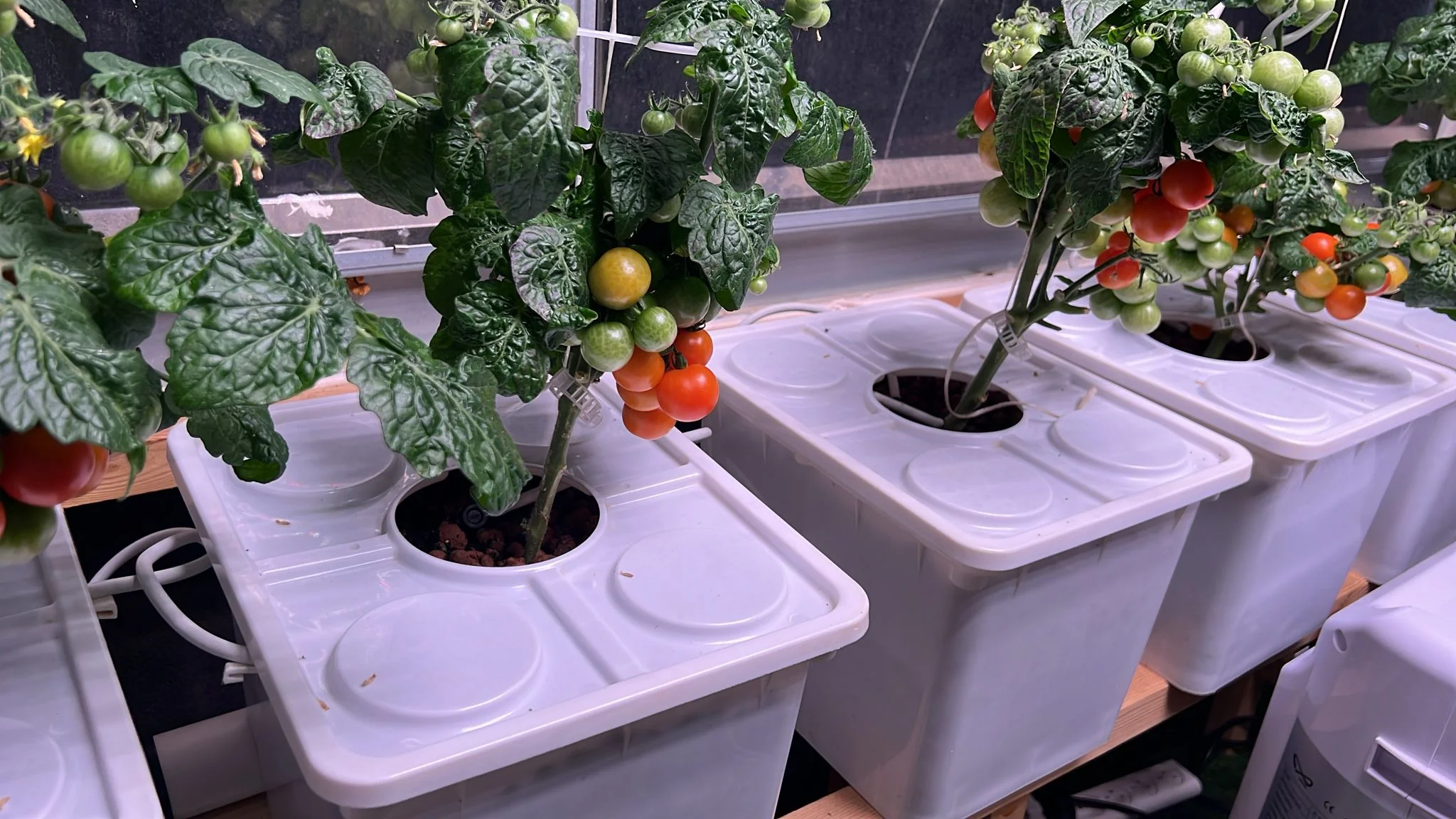 Tobato 5 – Dutch Bucket Hydroponic Growing System - Image 6