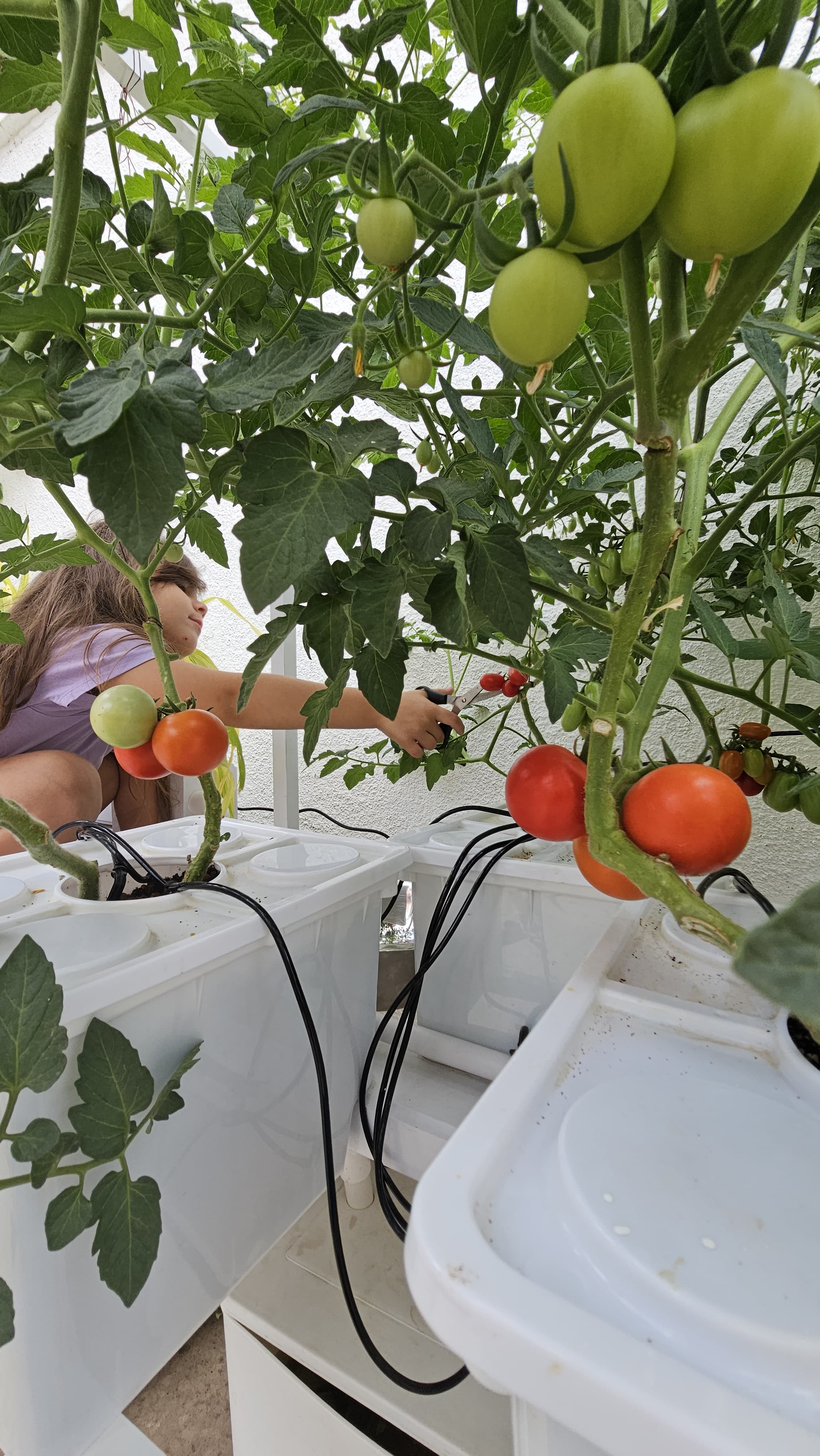 Tobato 5 – Dutch Bucket Hydroponic Growing System - Image 7