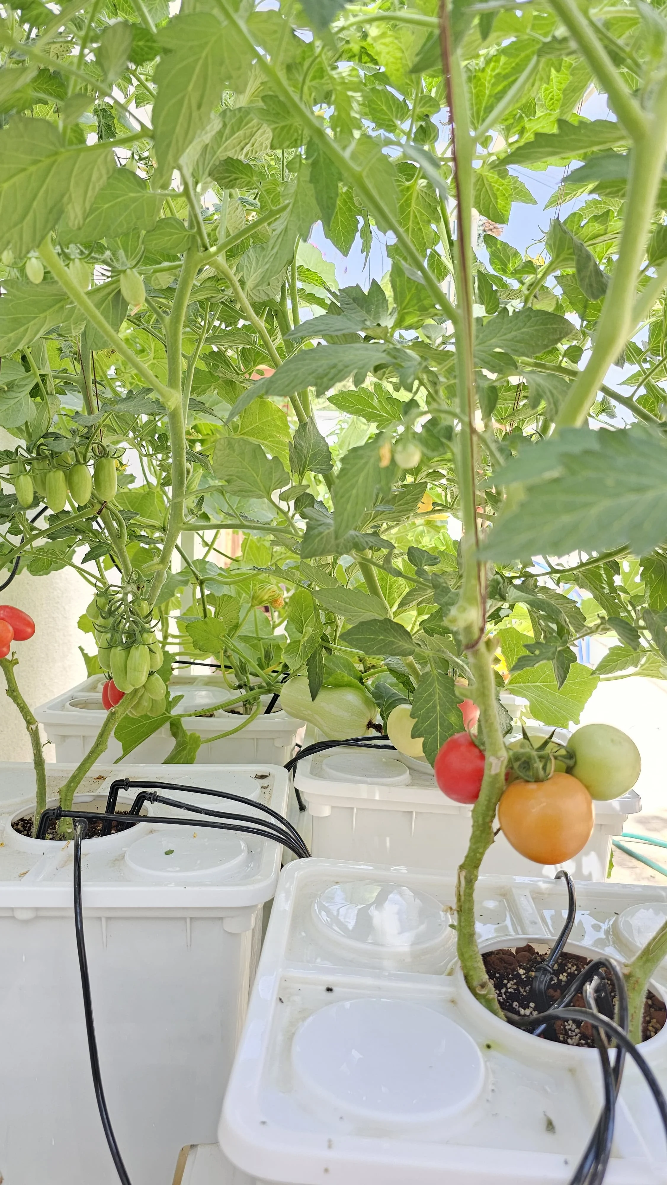 Tobato 5 – Dutch Bucket Hydroponic Growing System - Image 8