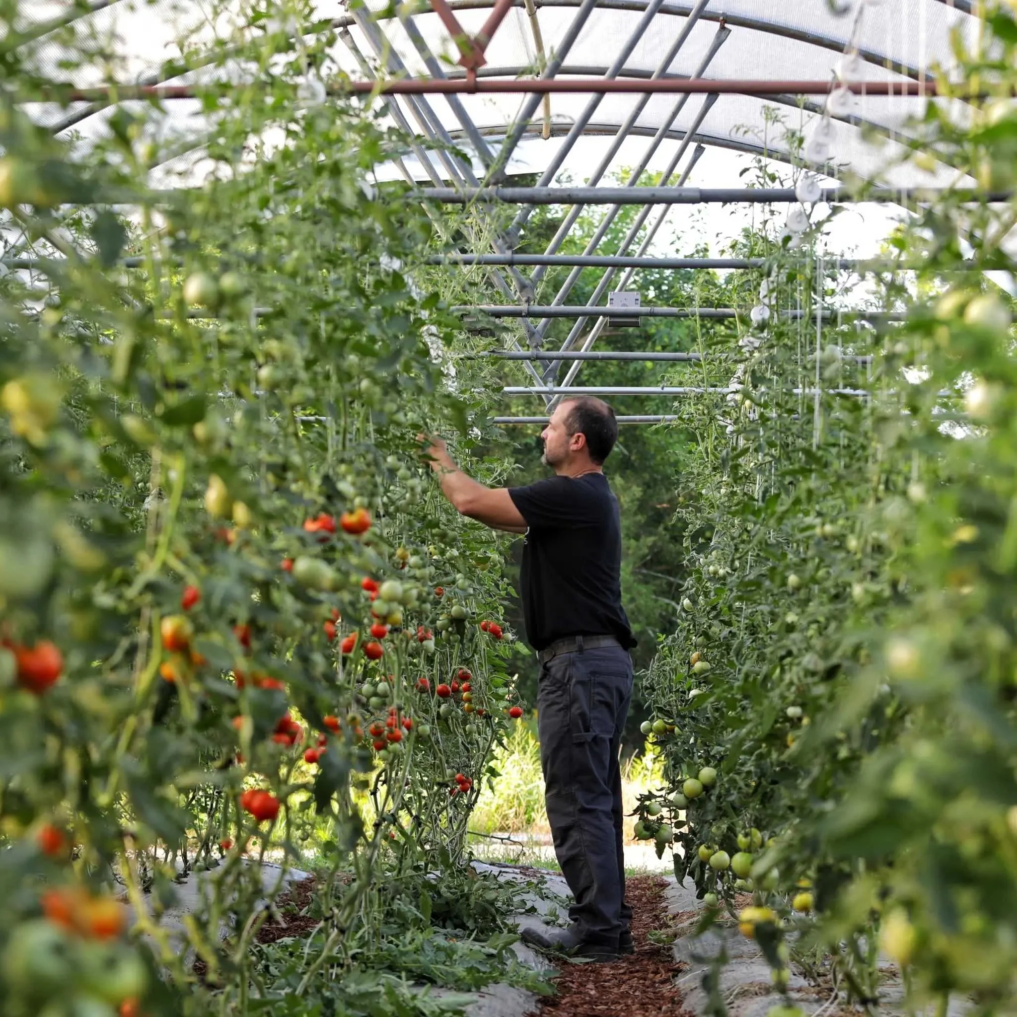 Tomato Roller Hooks - Image 4