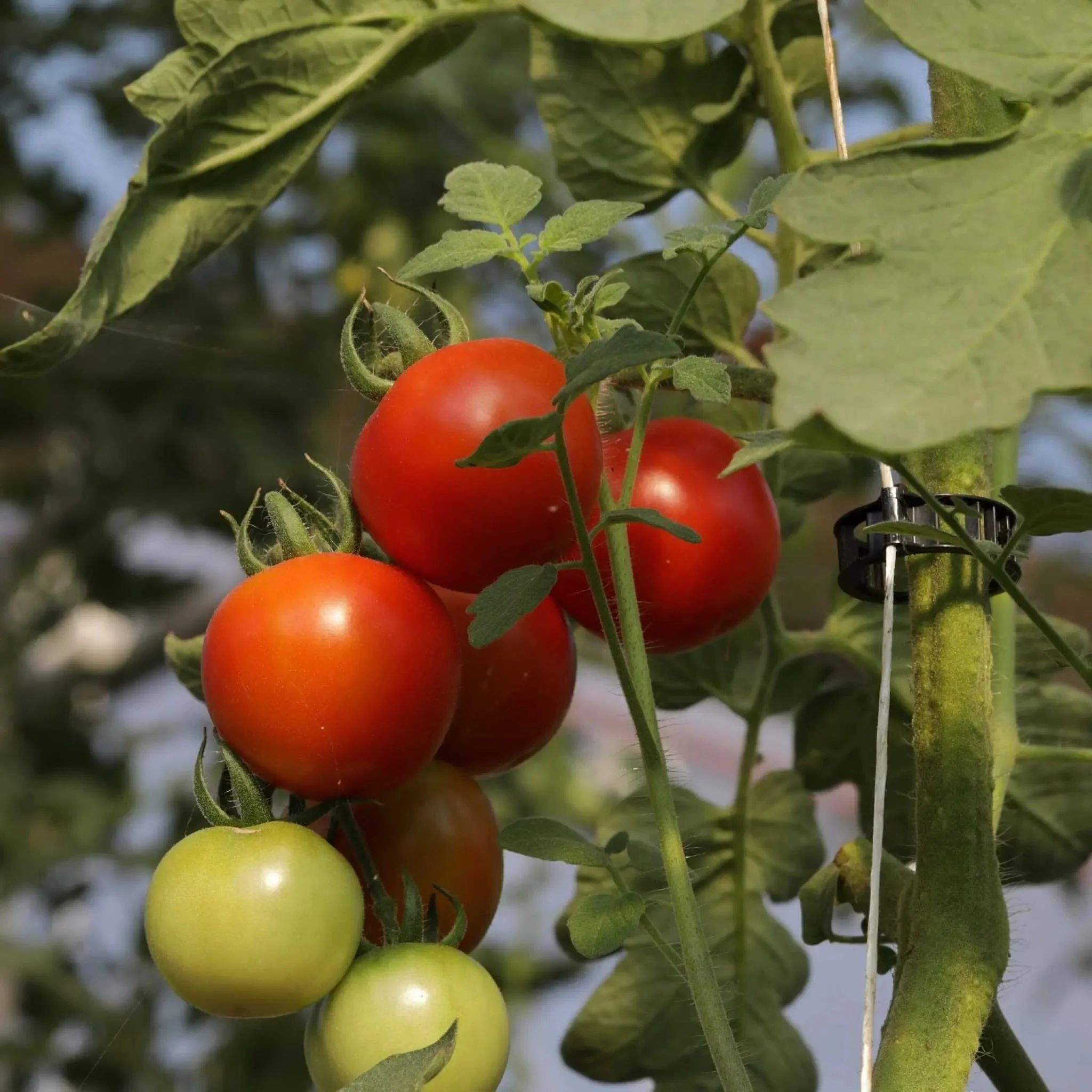 Tomato Roller Hooks - Image 5