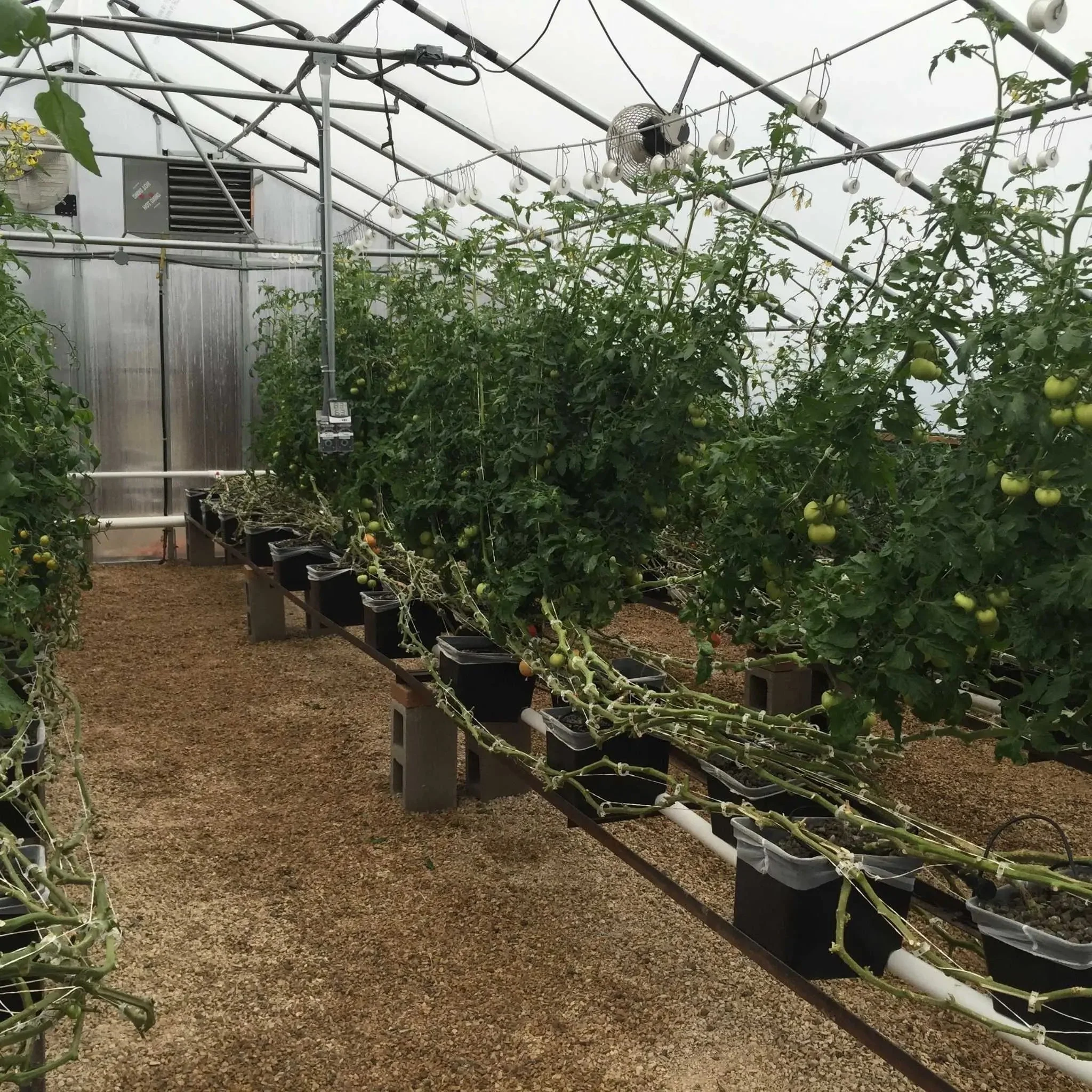 Tomato Roller Hooks - Image 7
