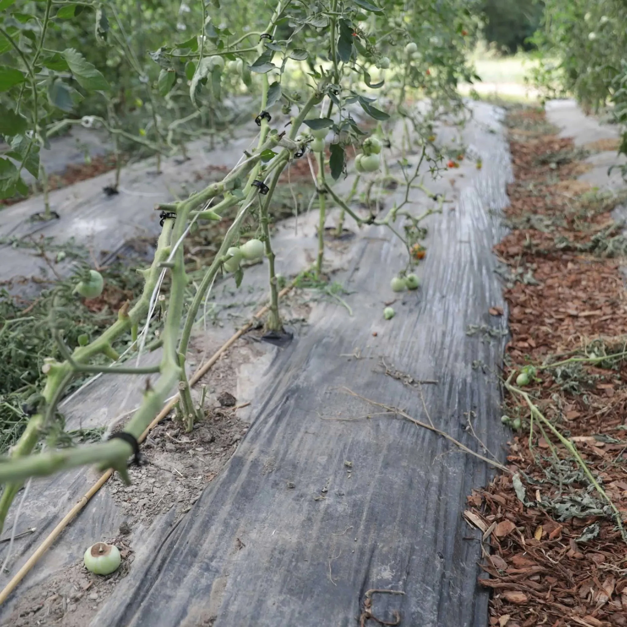 Tomato Roller Hooks - Image 8