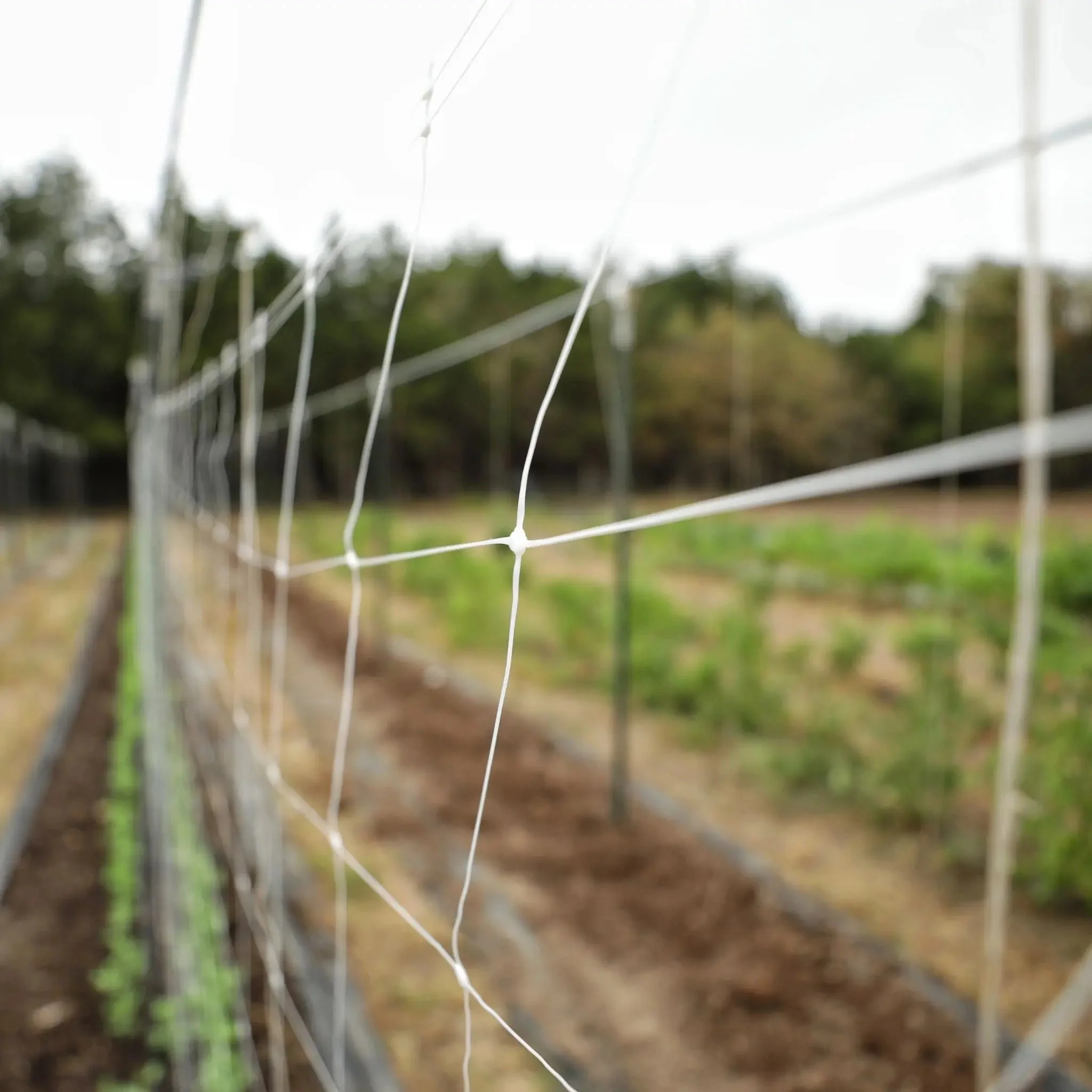 Trellis Netting | 6" Mesh - Image 2