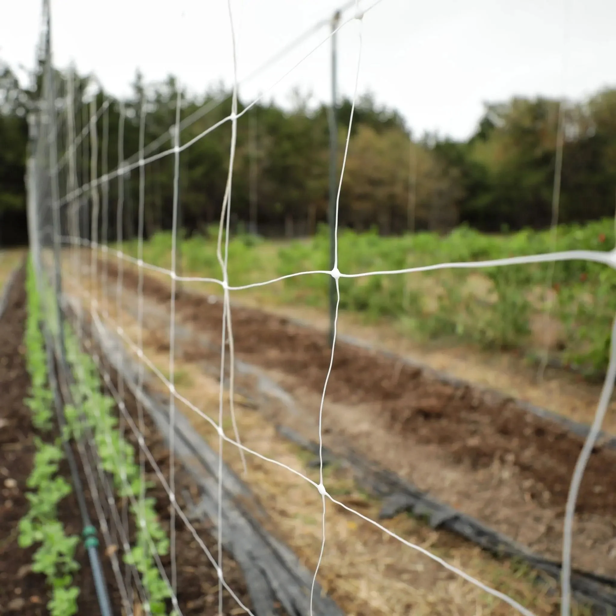 Trellis Netting | 6" Mesh - Image 7
