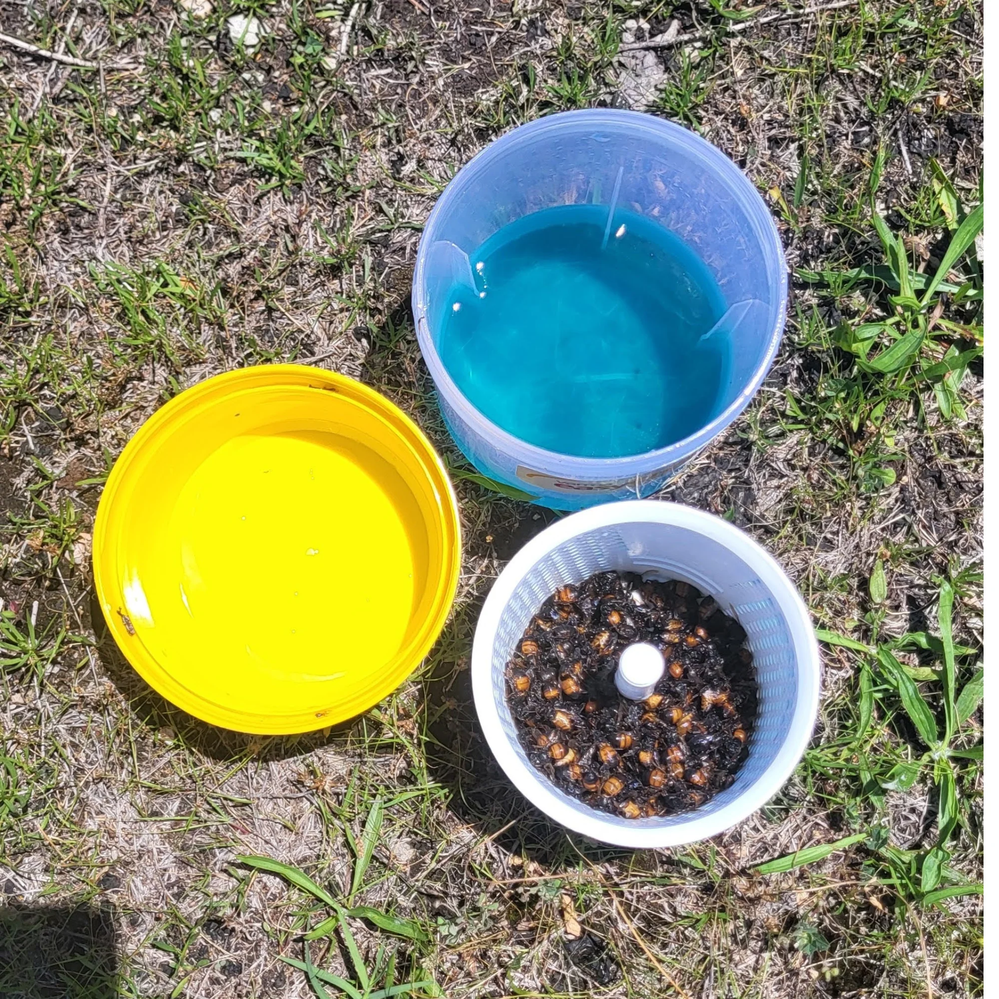 Varroa Easy Check - Image 12