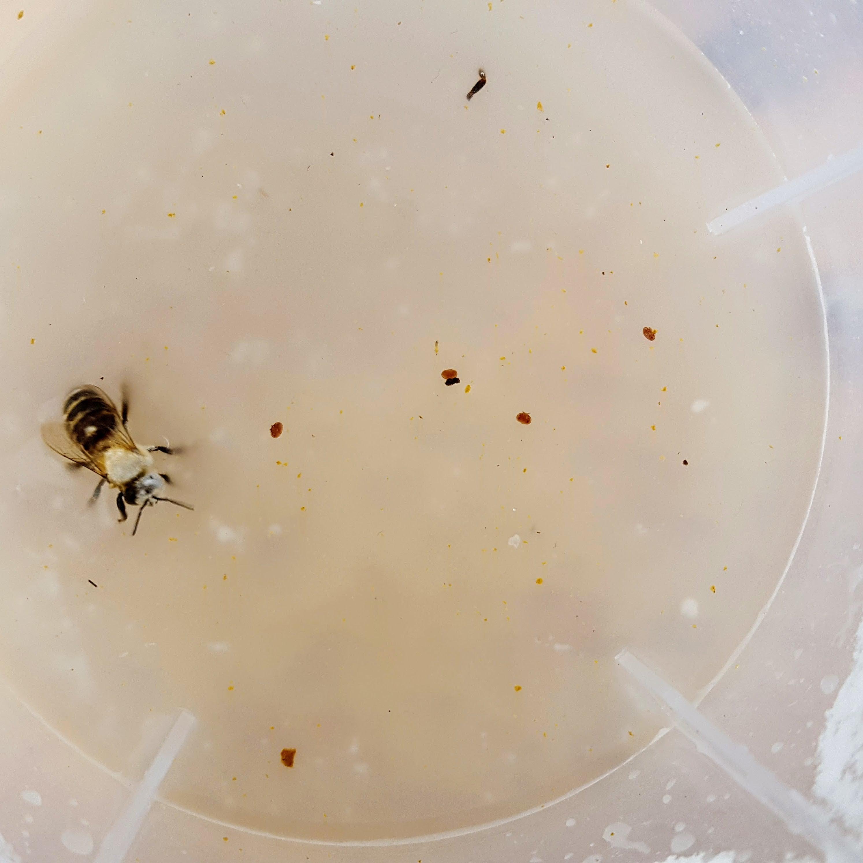 Varroa Easy Check - Image 8