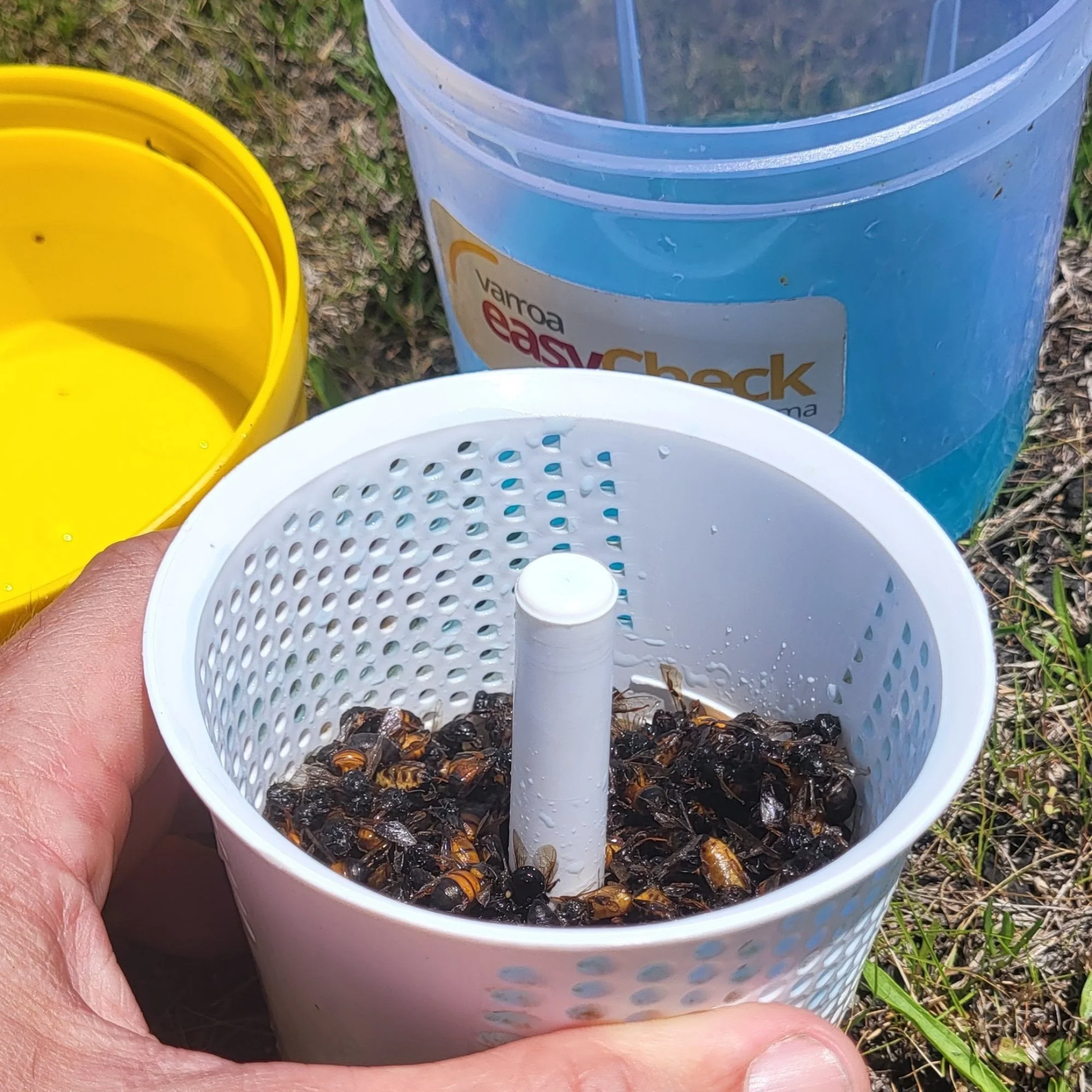 Varroa Easy Check - Image 9