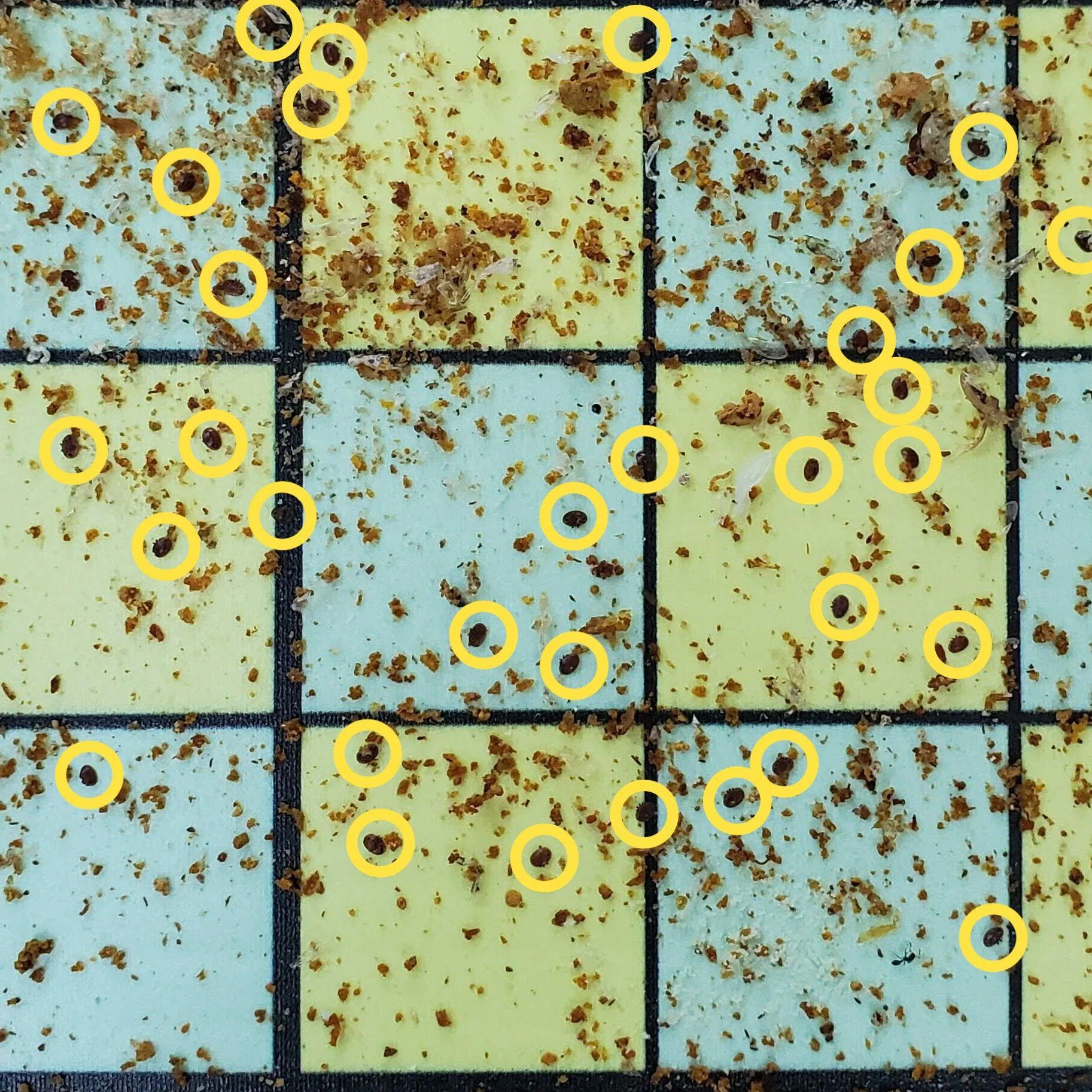 Varroa Mite Board - Image 7