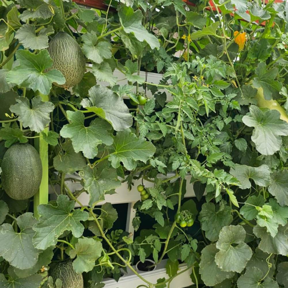 Wally 32 – Fixed Wall Hydroponic Gardening System - Image 11