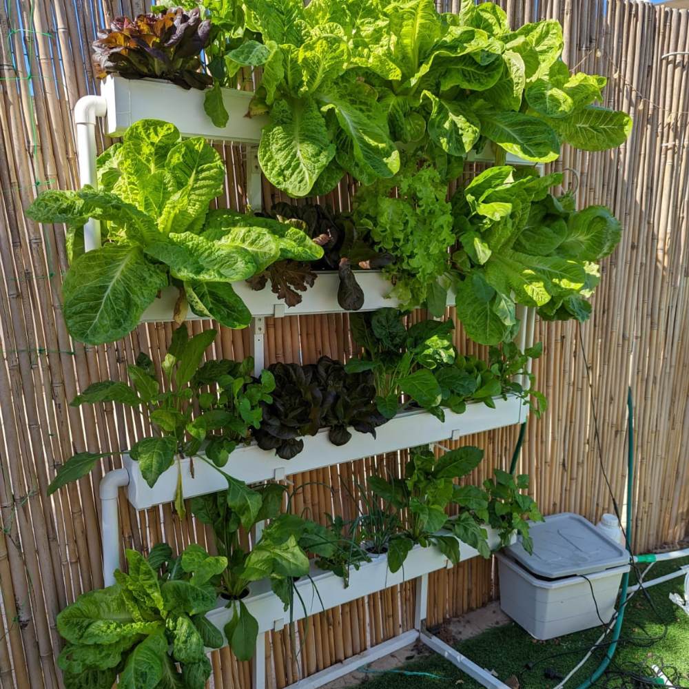 Wally 32 – Fixed Wall Hydroponic Gardening System - Image 4