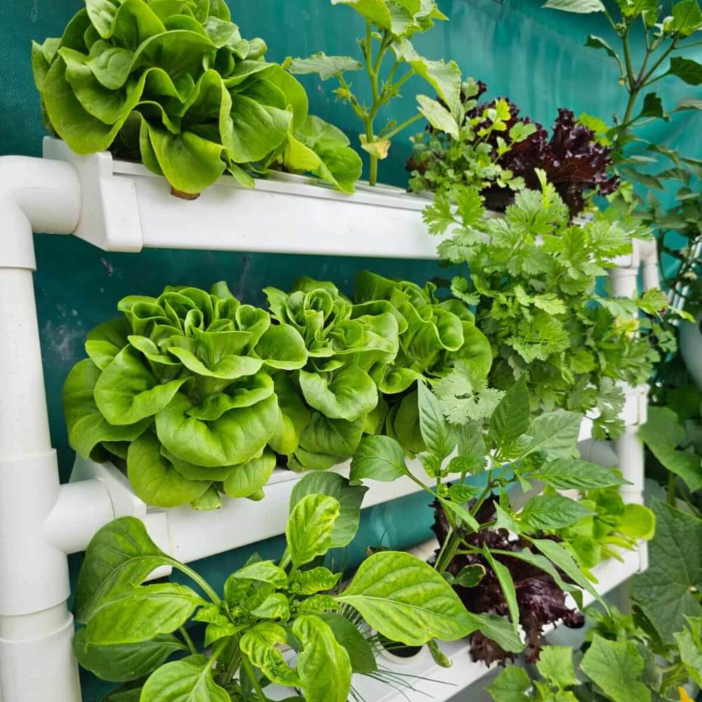 Wally 32 – Fixed Wall Hydroponic Gardening System - Image 5