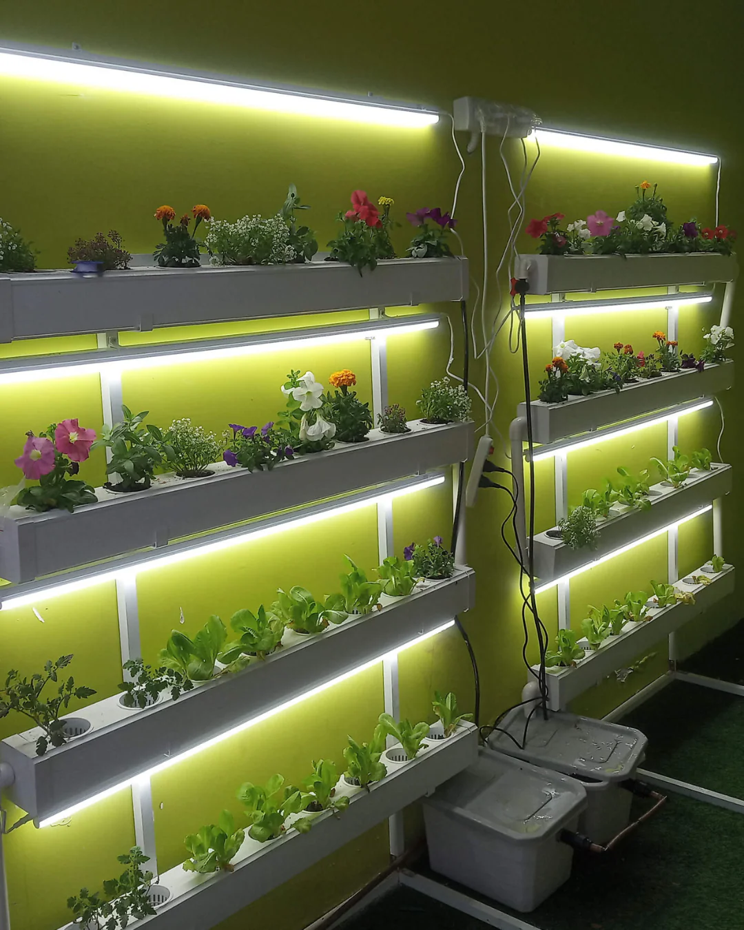 Wally 32 – Fixed Wall Hydroponic Gardening System - Image 8