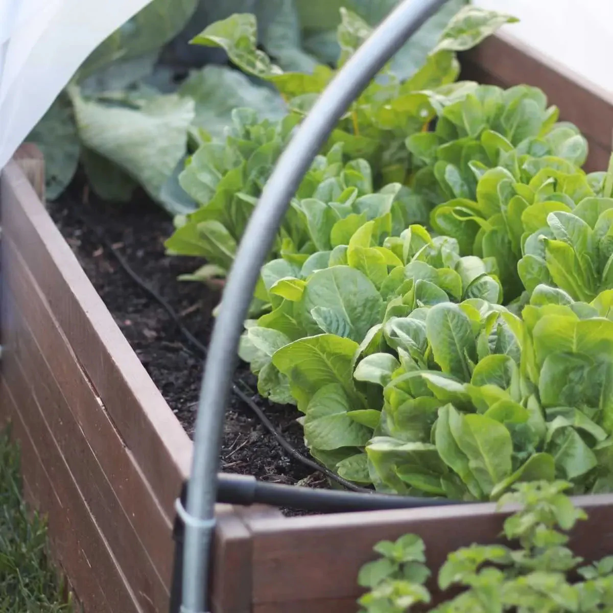 Watering - Raised Bed Drip Irrigation Kit - Image 3