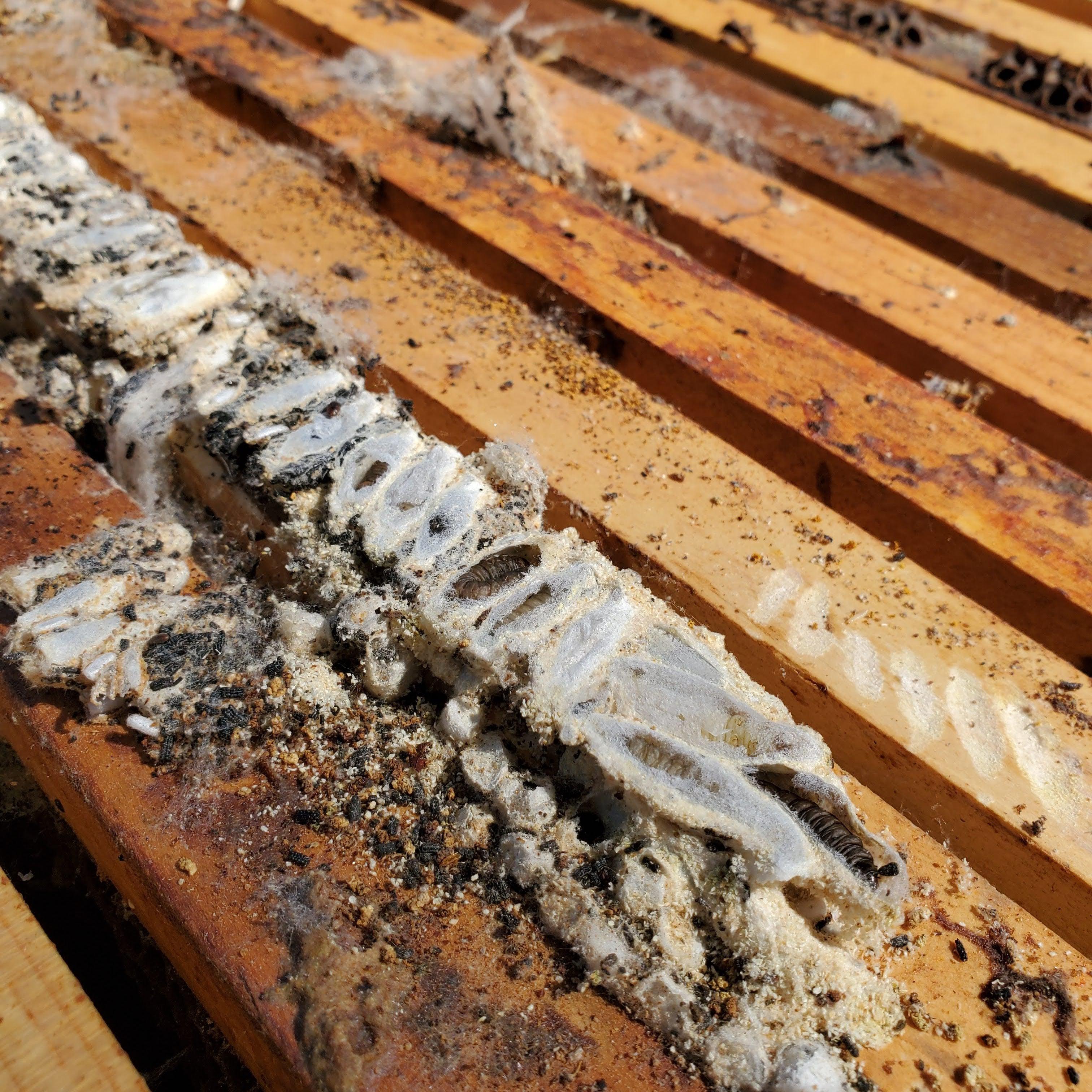 Wax Moth Crystals - Image 2