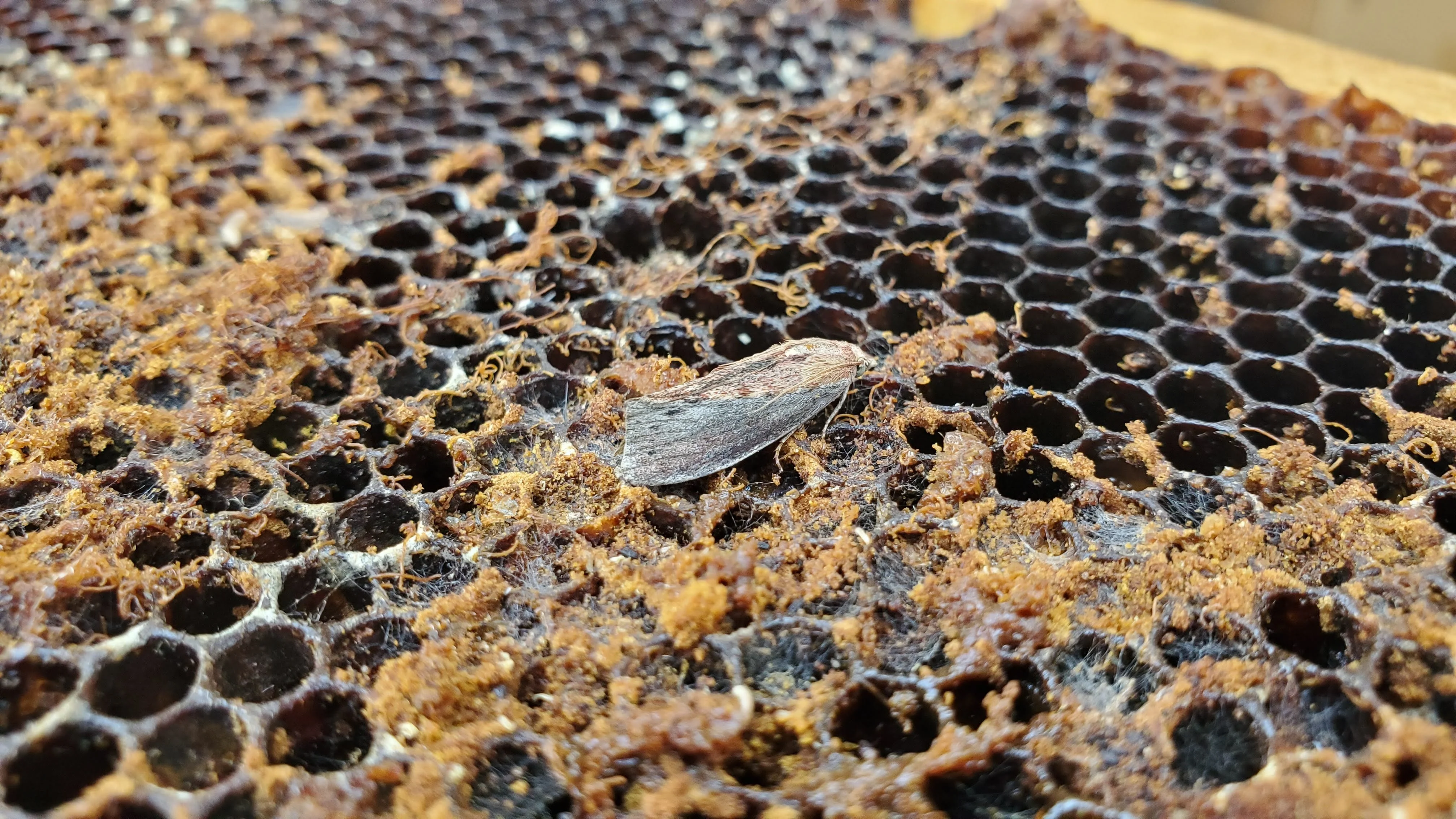 Wax Moth Crystals - Image 3