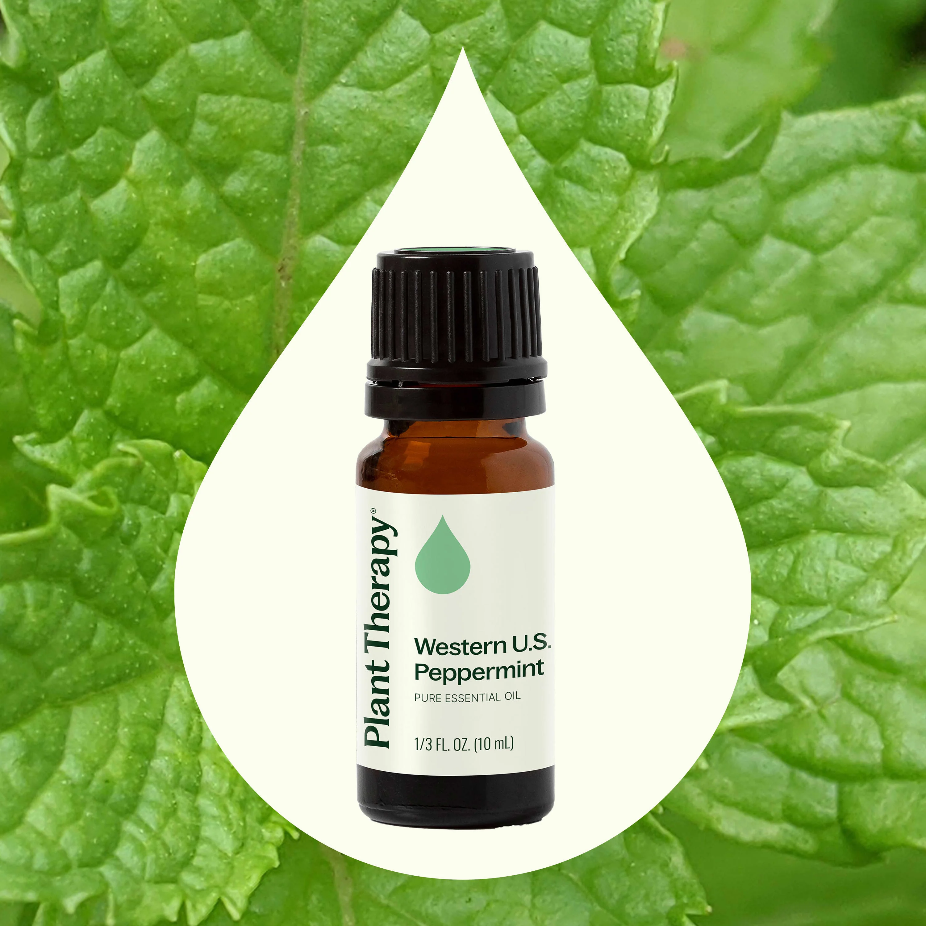 Western U.S. Peppermint Essential Oil - Image 2