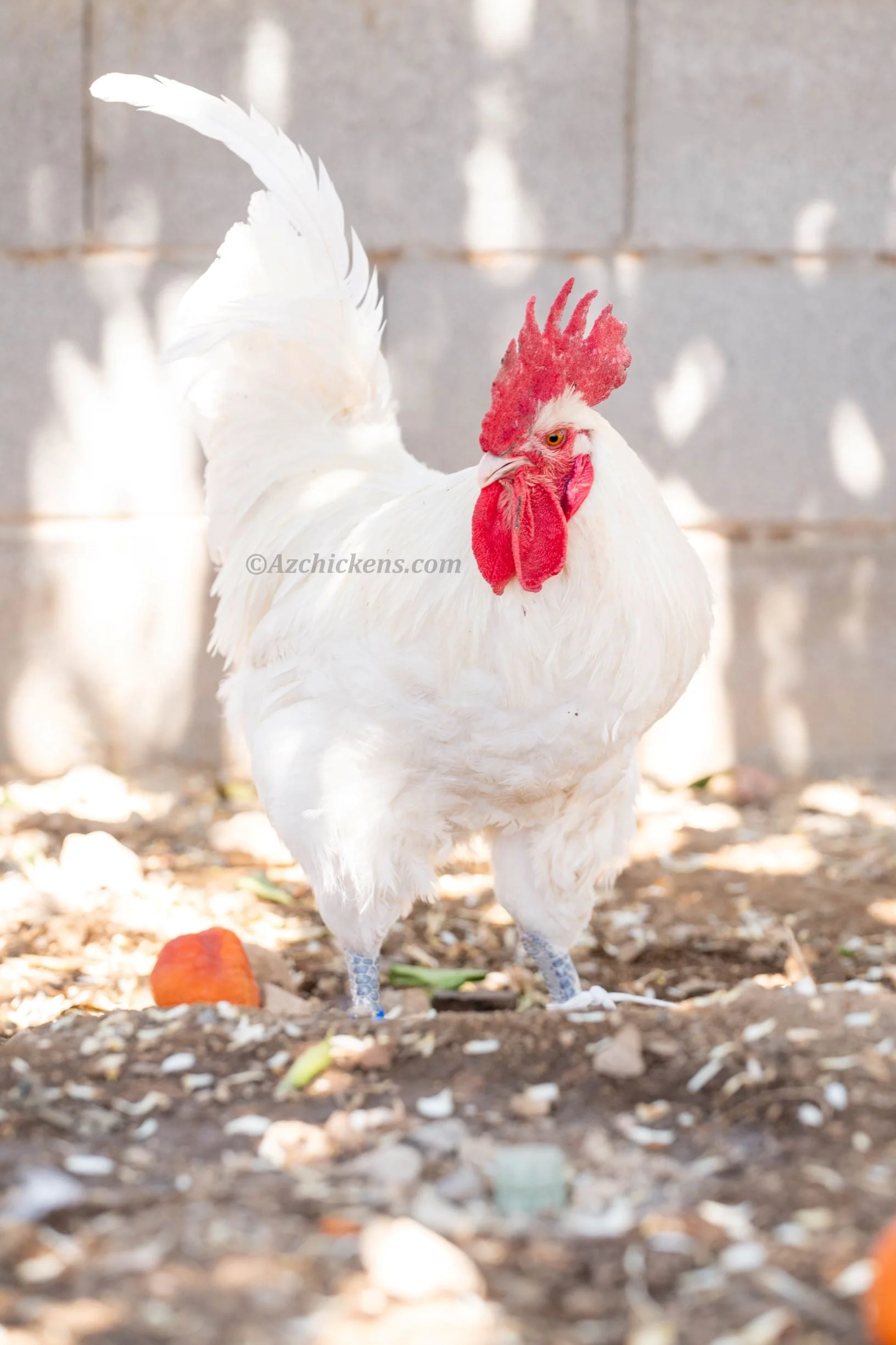 White American Bresse Chicks - Buy 10 + 5 Bonus Free (Unsexed, Shipping Included) - Image 10