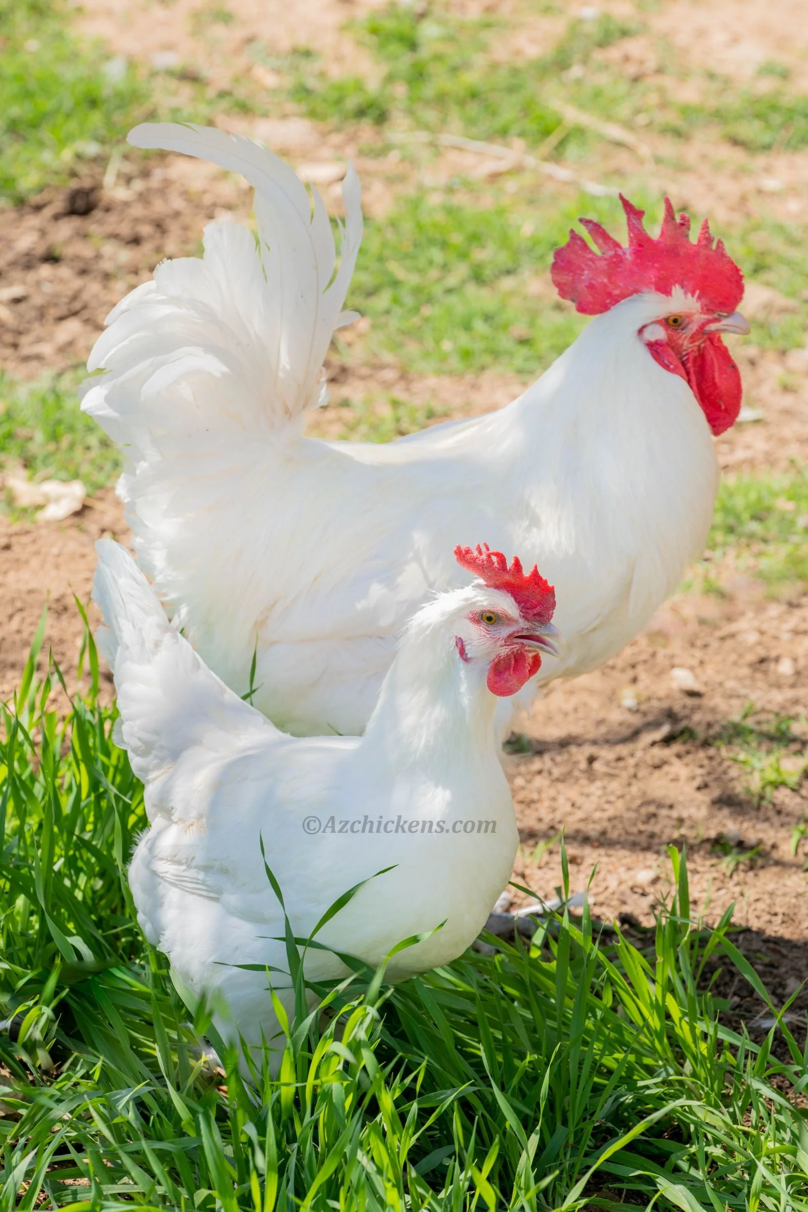 White American Bresse Chicks - Buy 10 + 5 Bonus Free (Unsexed, Shipping Included) - Image 2