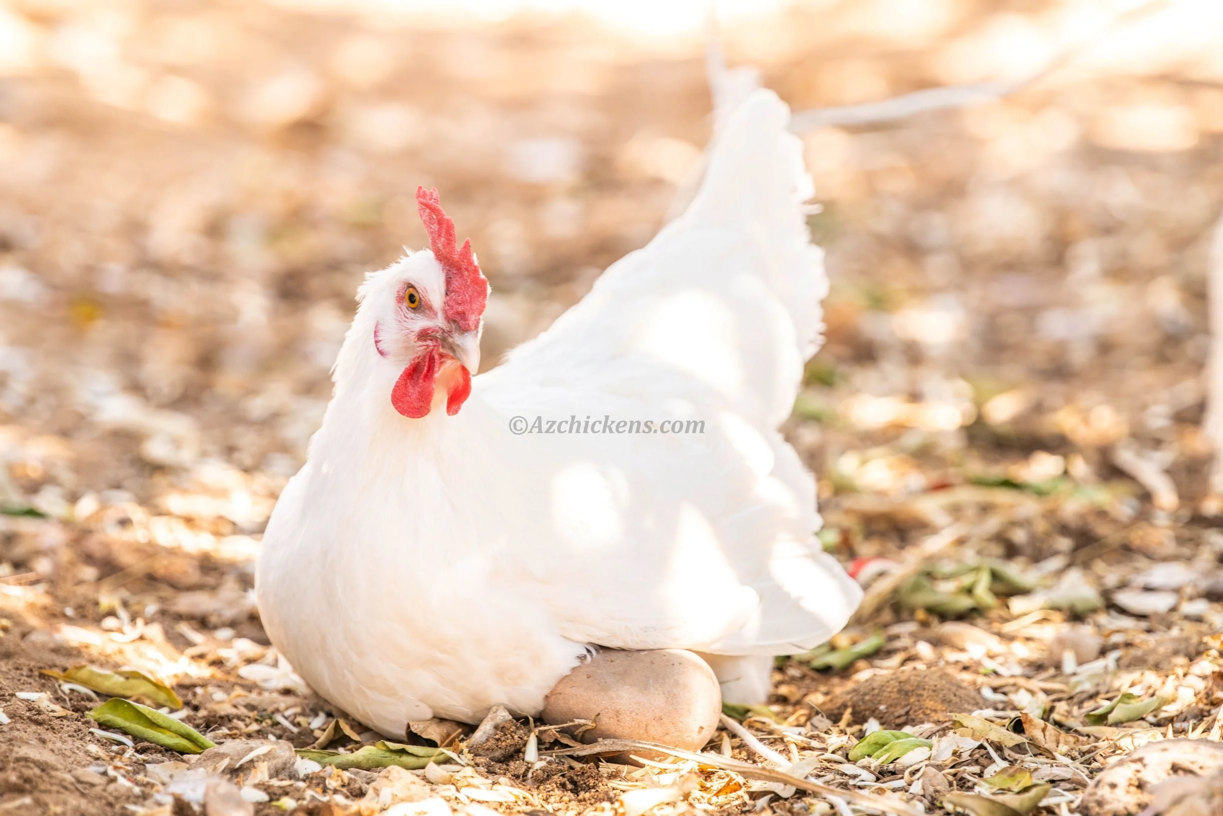 White American Bresse Chicks - Buy 10 + 5 Bonus Free (Unsexed, Shipping Included) - Image 3