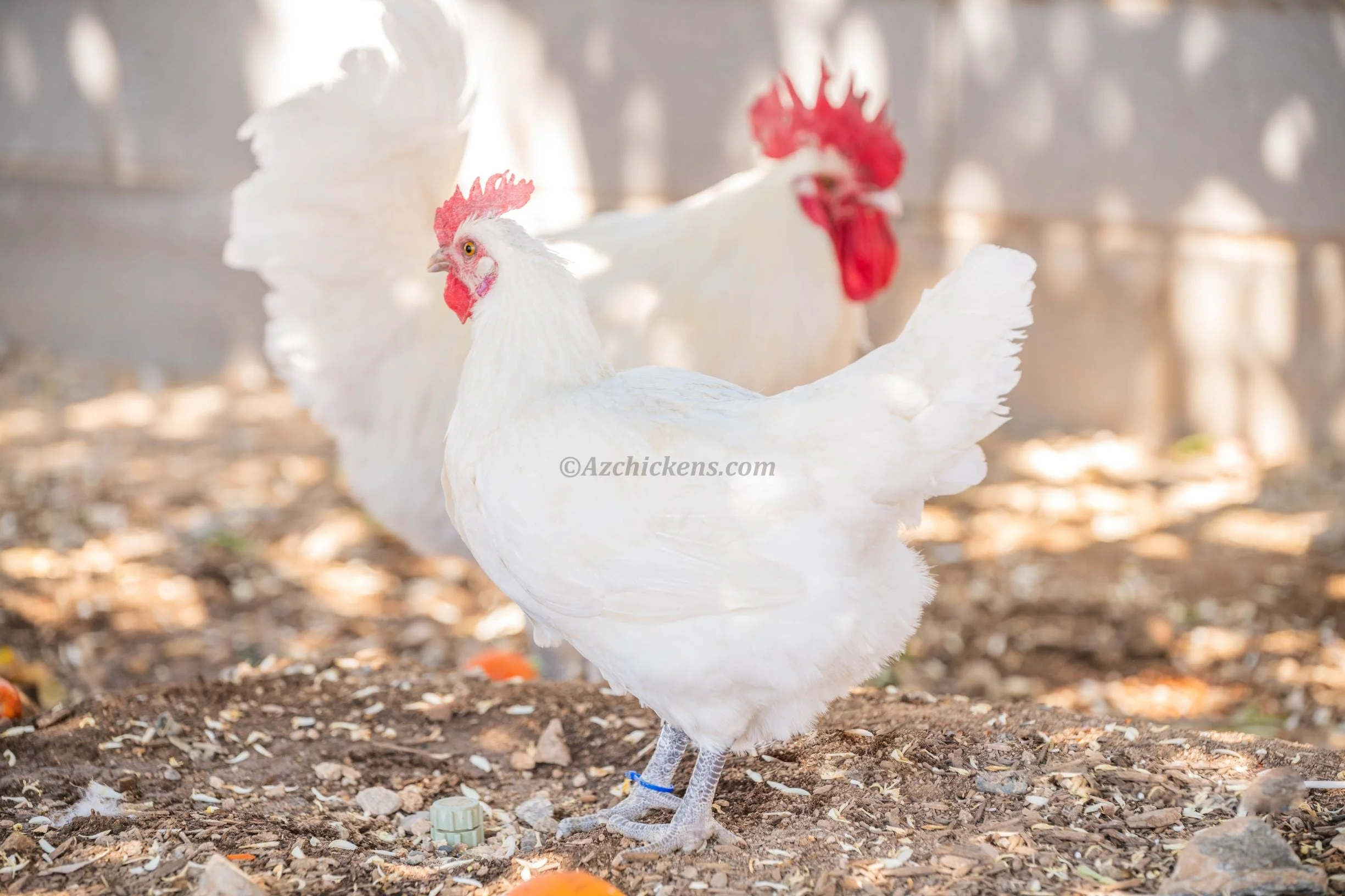 White American Bresse Chicks - Buy 10 + 5 Bonus Free (Unsexed, Shipping Included) - Image 8