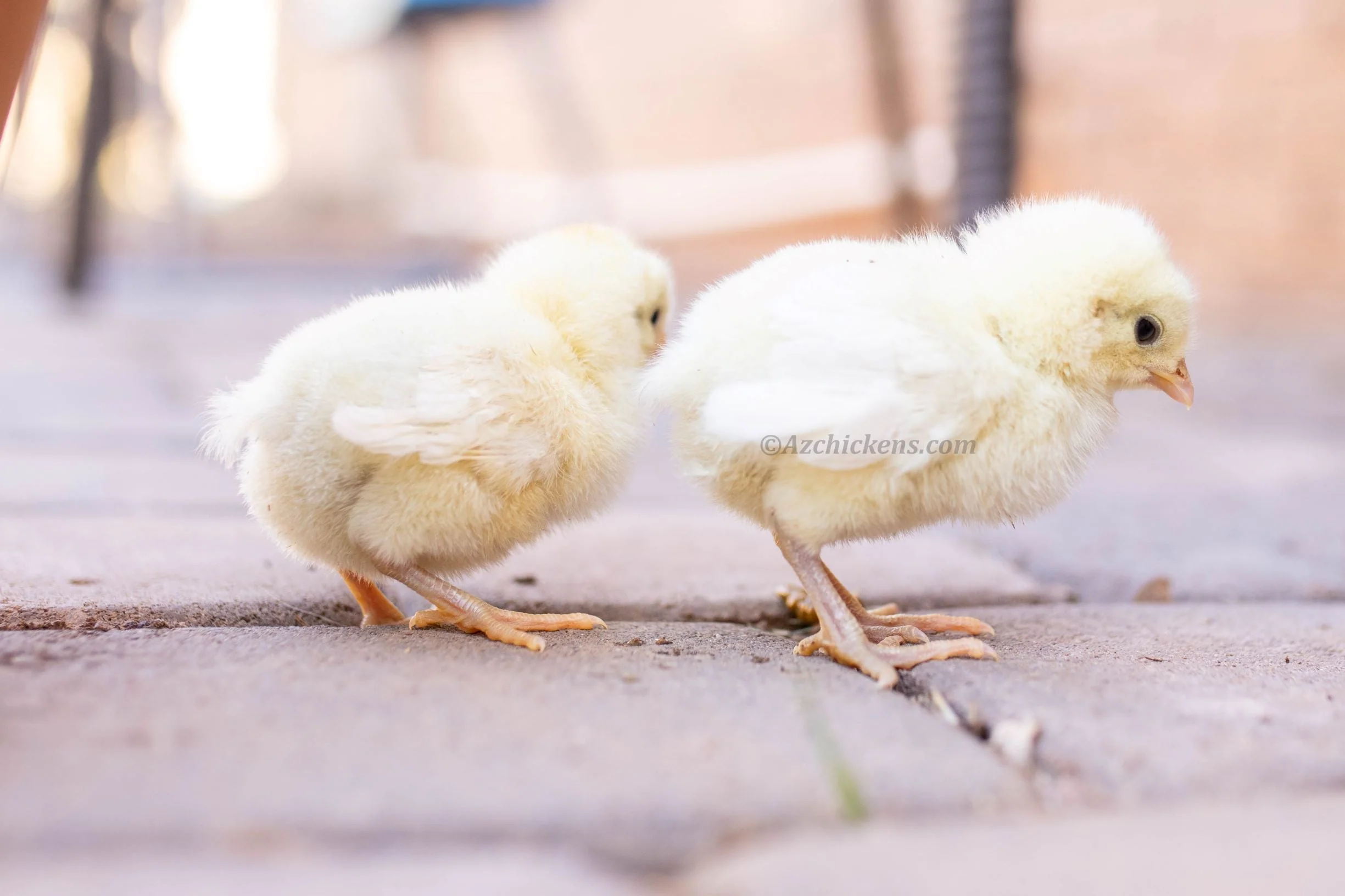 White American Bresse Chicks - Buy 10 + 5 Bonus Free (Unsexed, Shipping Included) - Image 9