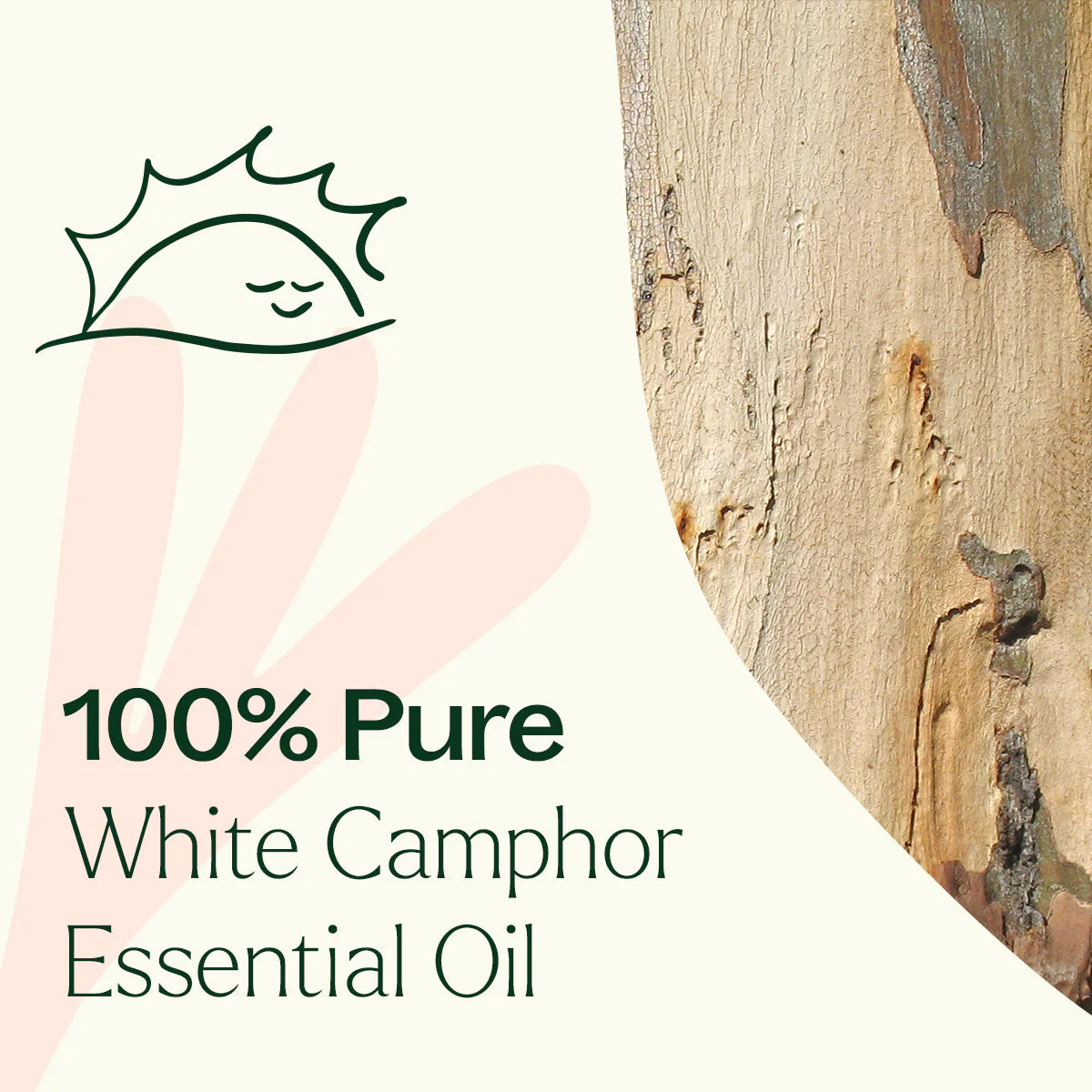 White Camphor Essential Oil - Image 5