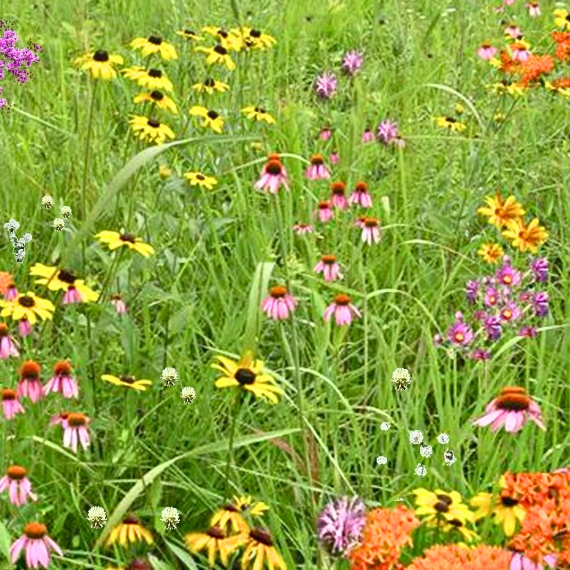 Wildflower Seed Mix for Bees and Pollinators - Image 5