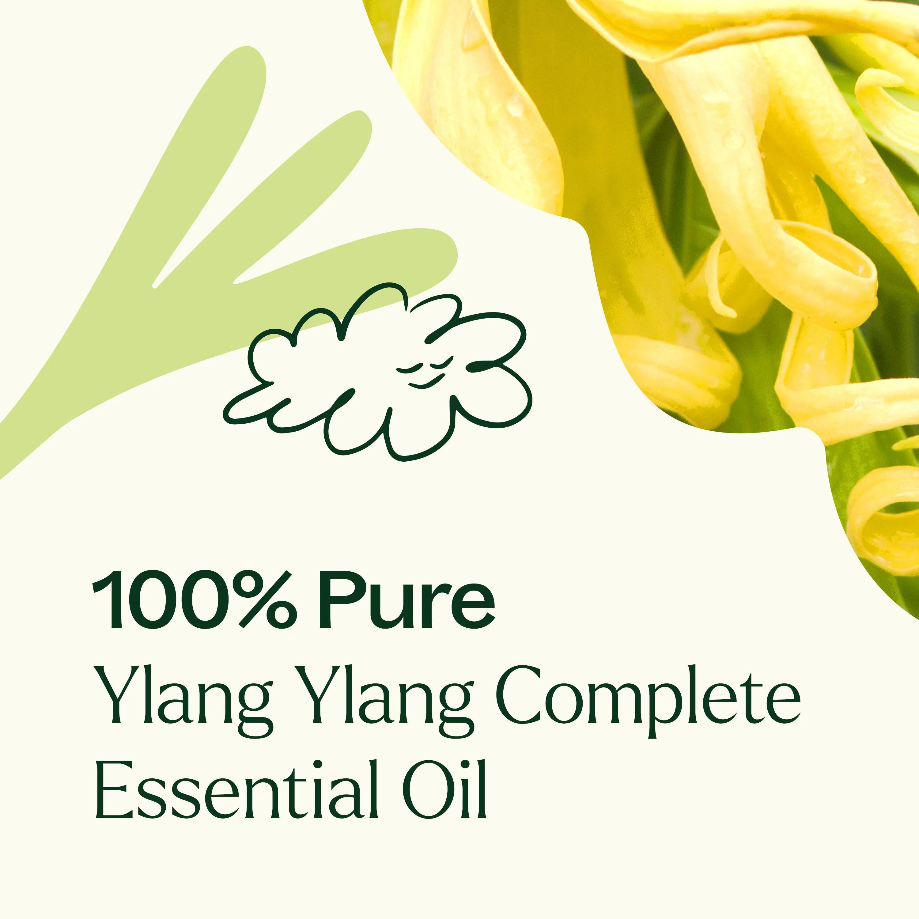 Ylang Ylang Complete Essential Oil - Image 7